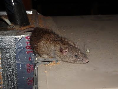 rodent trapping