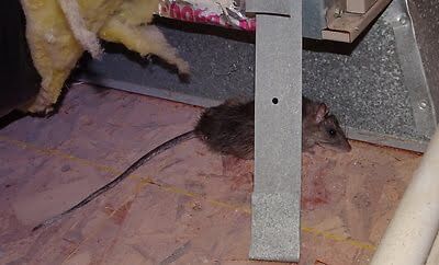 rodent trapping